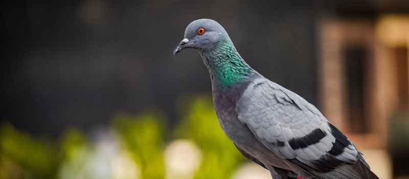 Bird Control Sydney