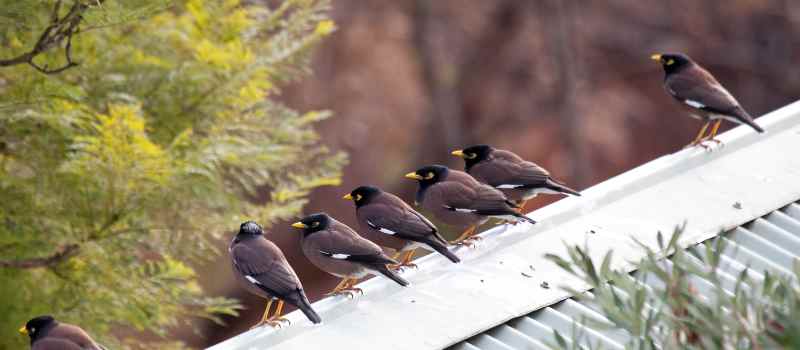 Professional Bird Pest Control Sydney – Bird Removal Specialists