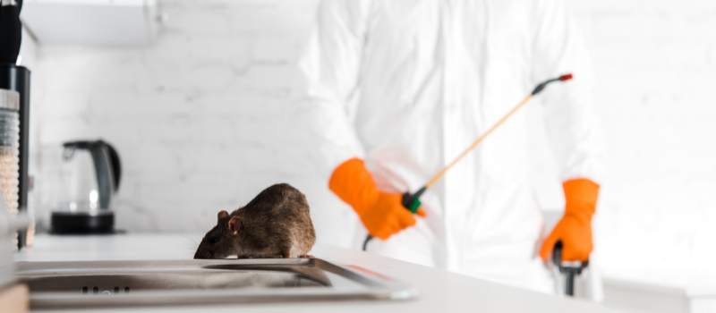 The Health Risks of Rats and Mice