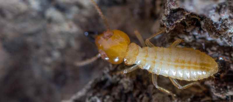 White Ant Pest Control Sydney