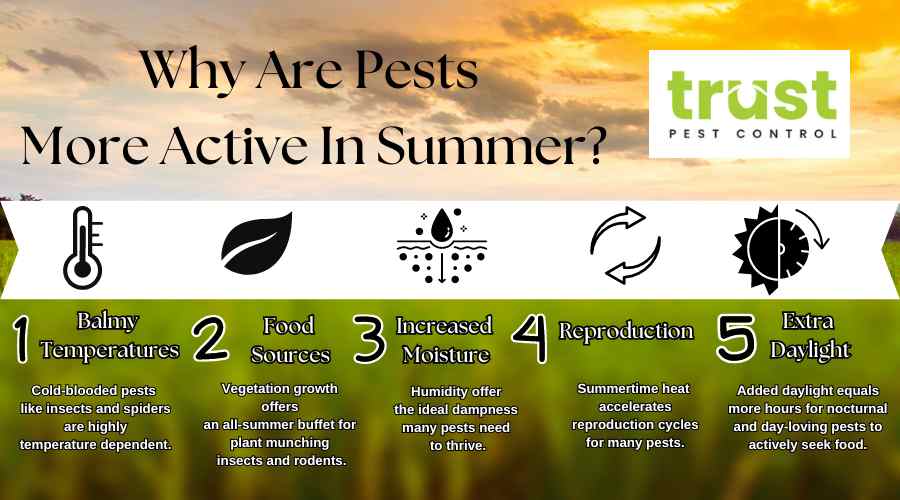 Why Are Pests Ruining Your Summer Fun?