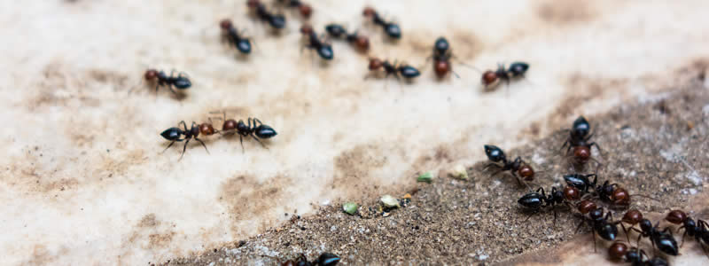 Ant Control Products in Sydney