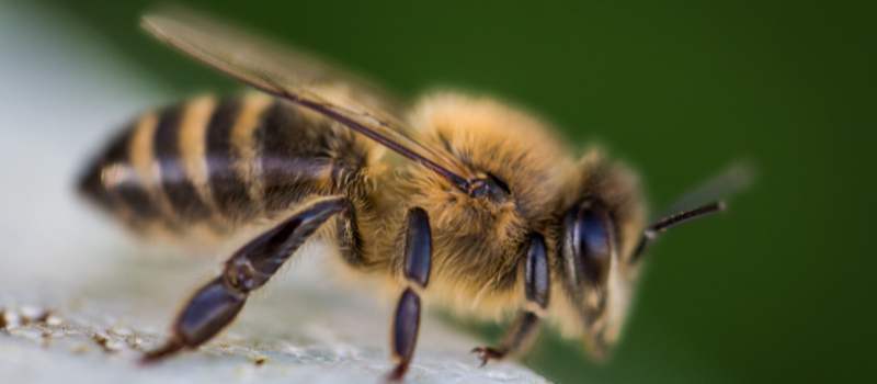 Threat Of Bee Swarms