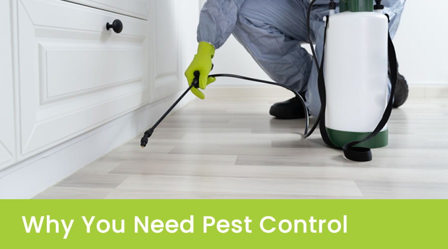 Why You Need Pest Control Services