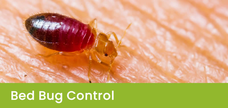 Bed Bug Control Sydney NSW