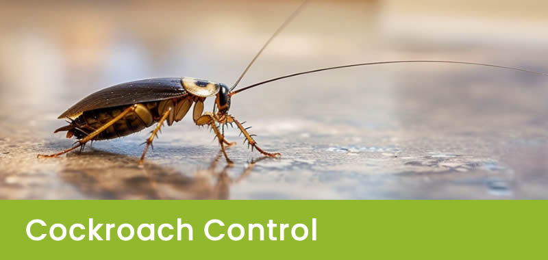 Cockroach Control Sydney