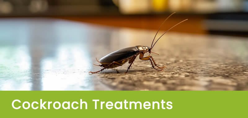 Cockroach Treatments in Sydney