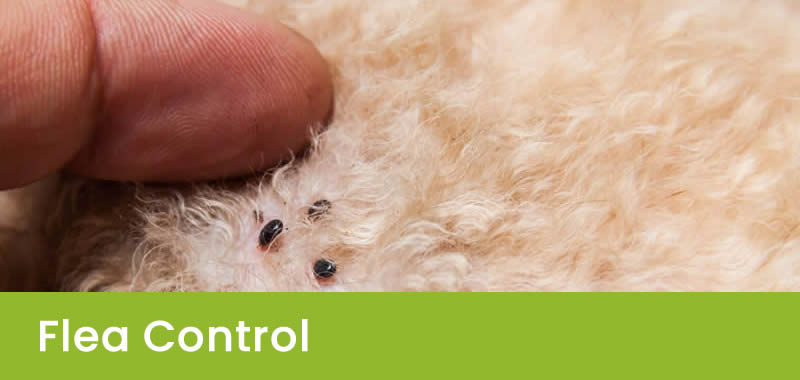 Flea Control Service in Sydney