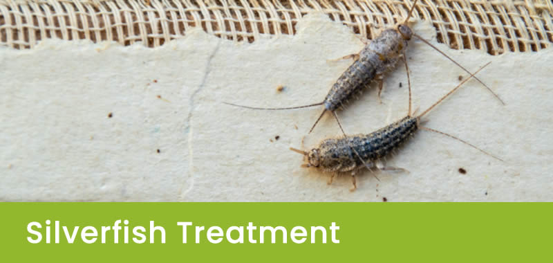 Silverfish Control in Sydney NSW