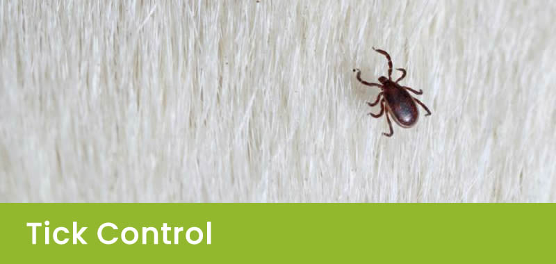 Tick Control in Sydney NSW