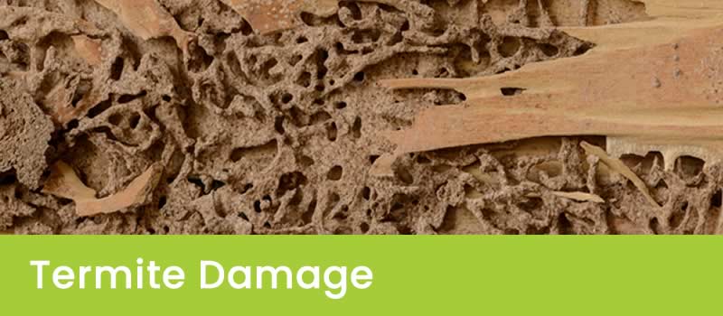 Signs Of Termite Infestation