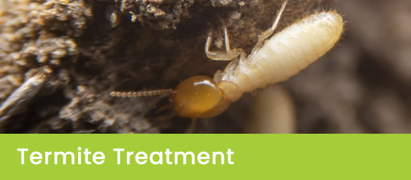 Effective Termite Control Services in Sydney